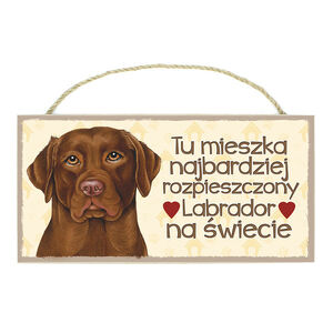 TP-026-LABRADOR BRĄZOWY