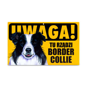 TZZ-008-BORDER COLLIE